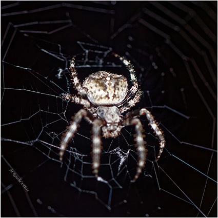 Araneus angulatus